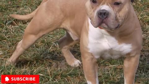 American Bullu dog 102 ,,Pithbull dog XL