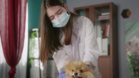 Veterinarian is conducting examination of pomeranian. Medical student is examining the dog
