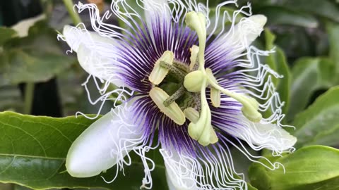 Passiflora Edulis, Purple Edible Passion Fruit Vine Flowering Climber