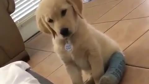 Cute dog