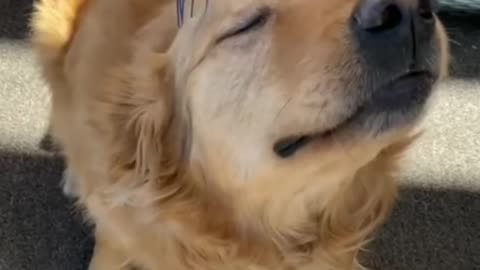 Golden retriever enjoy cuddling+[Makes a mysterious sound]