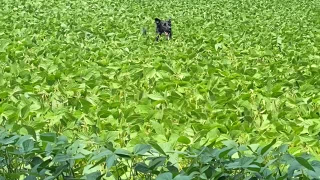 Border Collie Bounds Through Tall Crops