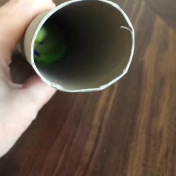 The love bird plays with its owner with a piece of cardboard in the form of a box, very fun