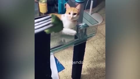 Funniest Animals 2023 New Funny cats and dogs videos Part 9