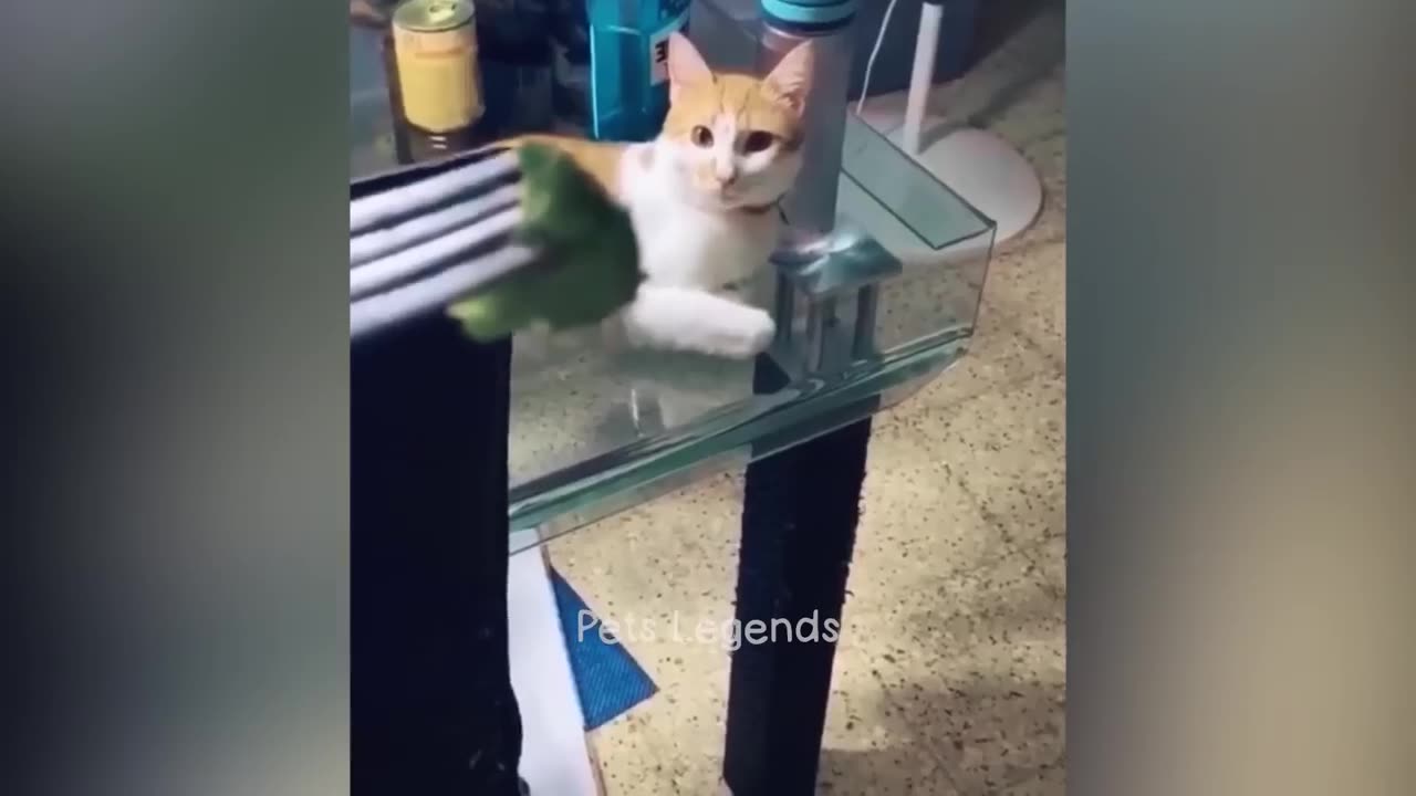 Funniest Animals 2023 New Funny cats and dogs videos Part 9