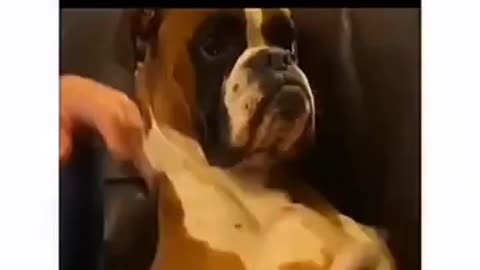 Funny dogs