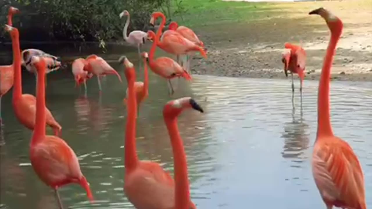 World wildlife Tiger birds and monkey amazing