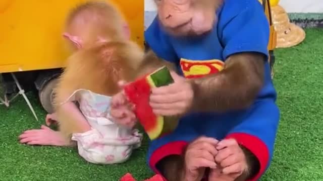 Plans for a pet's debut # funny # monkey