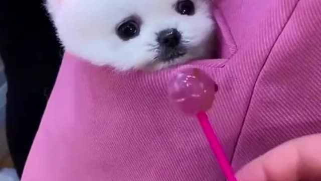 Cute puppy and their cuteness