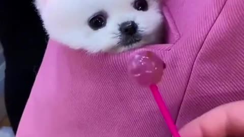 Cute puppy and their cuteness