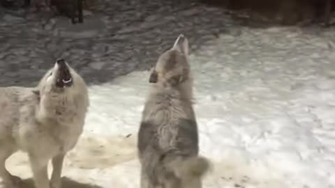 Wolf pack stops by for a howling party 😱