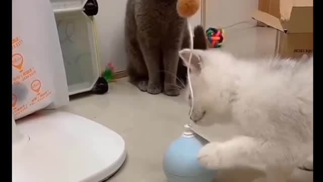 Cat Comedy Video Cat Funny video Part36 #CatShort #CatVideo