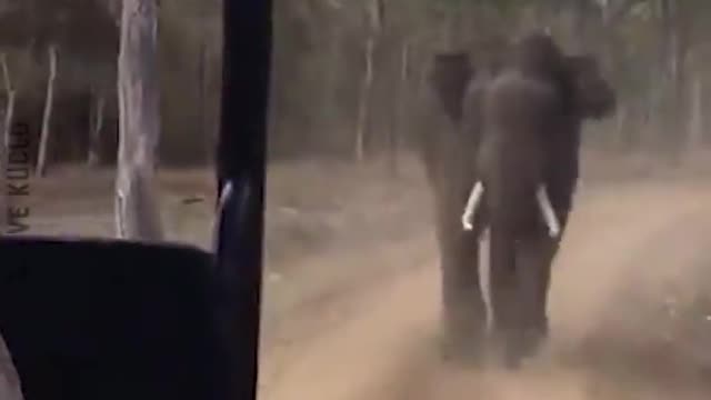 funy Animal