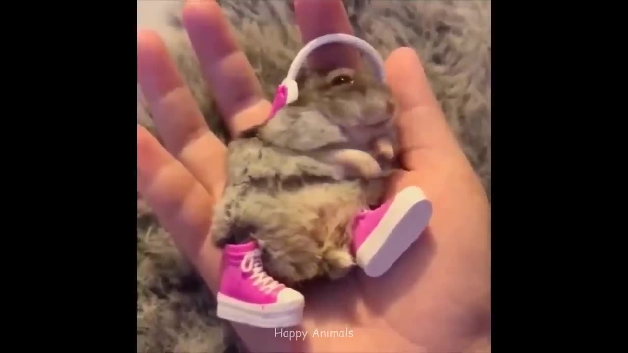 Funny Hamsters Videos | Funny and Cute Moment of the Animals