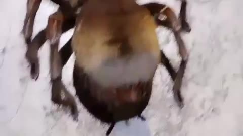 Chinese most dangerous spider