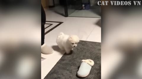 Funniest Animals 2023 I Best Funny Cats and Dogs l Funny Animal Videos 2023