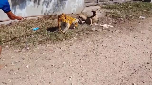 Prank Dog funny😆😆😆