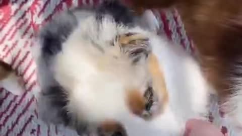 CUTENESS OVERLOADED | Australian Shepherd Family 👪❤ | So Adorable Dogs Family