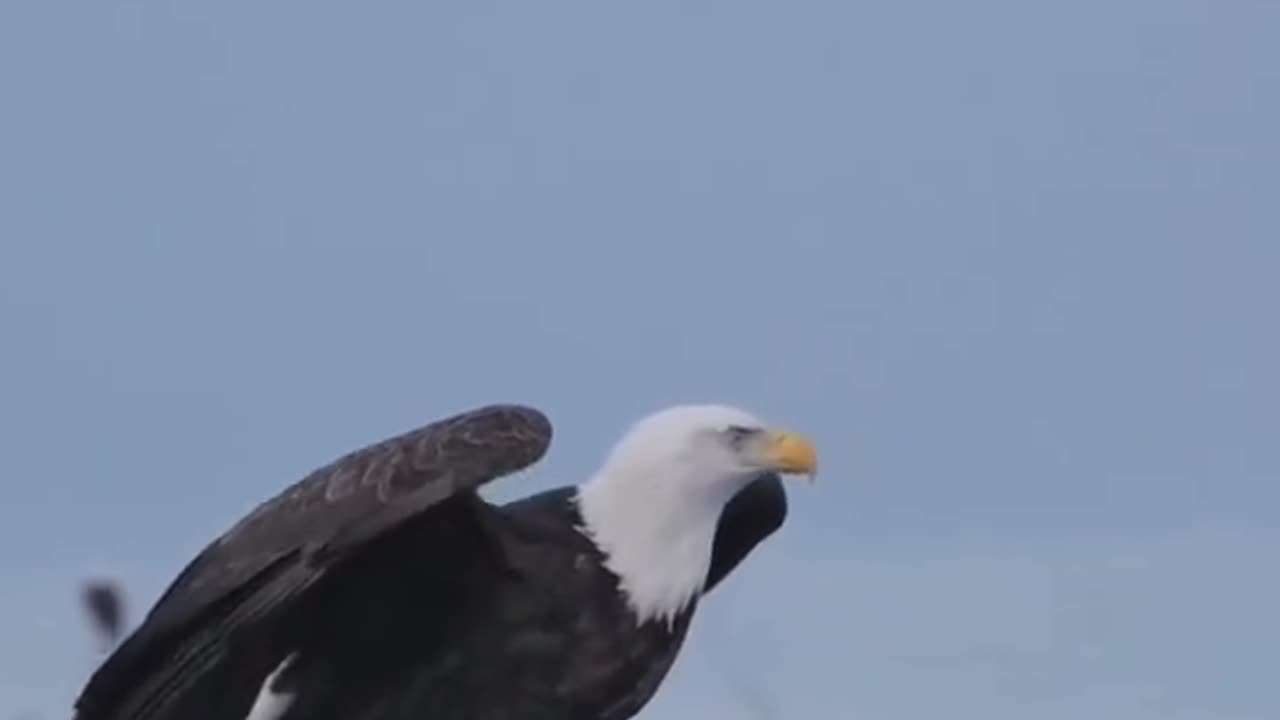 Fly with great visdom