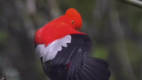 Most Beautiful Bird of the World