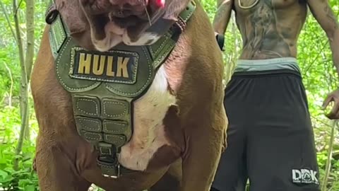 Hulk doggy 😱🐕😱😱