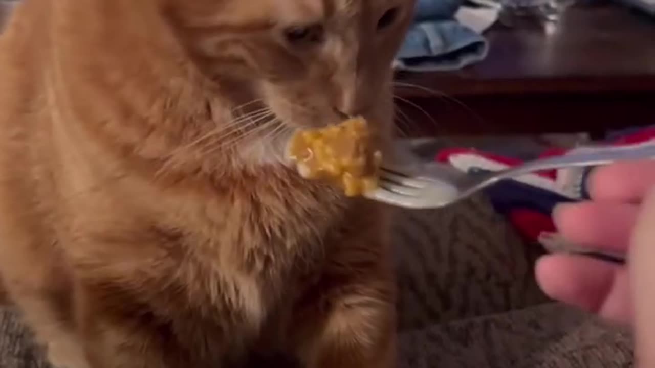 Funny and Cute Cats Videos #21