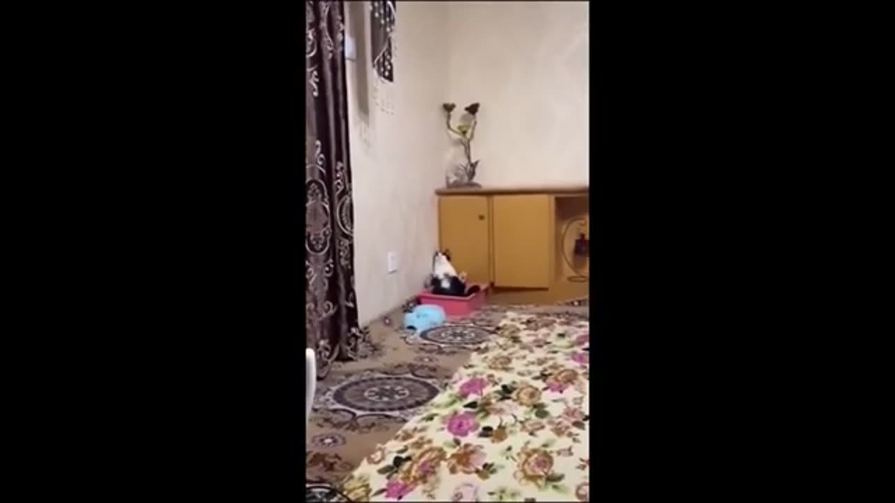 Funny Videos Animals