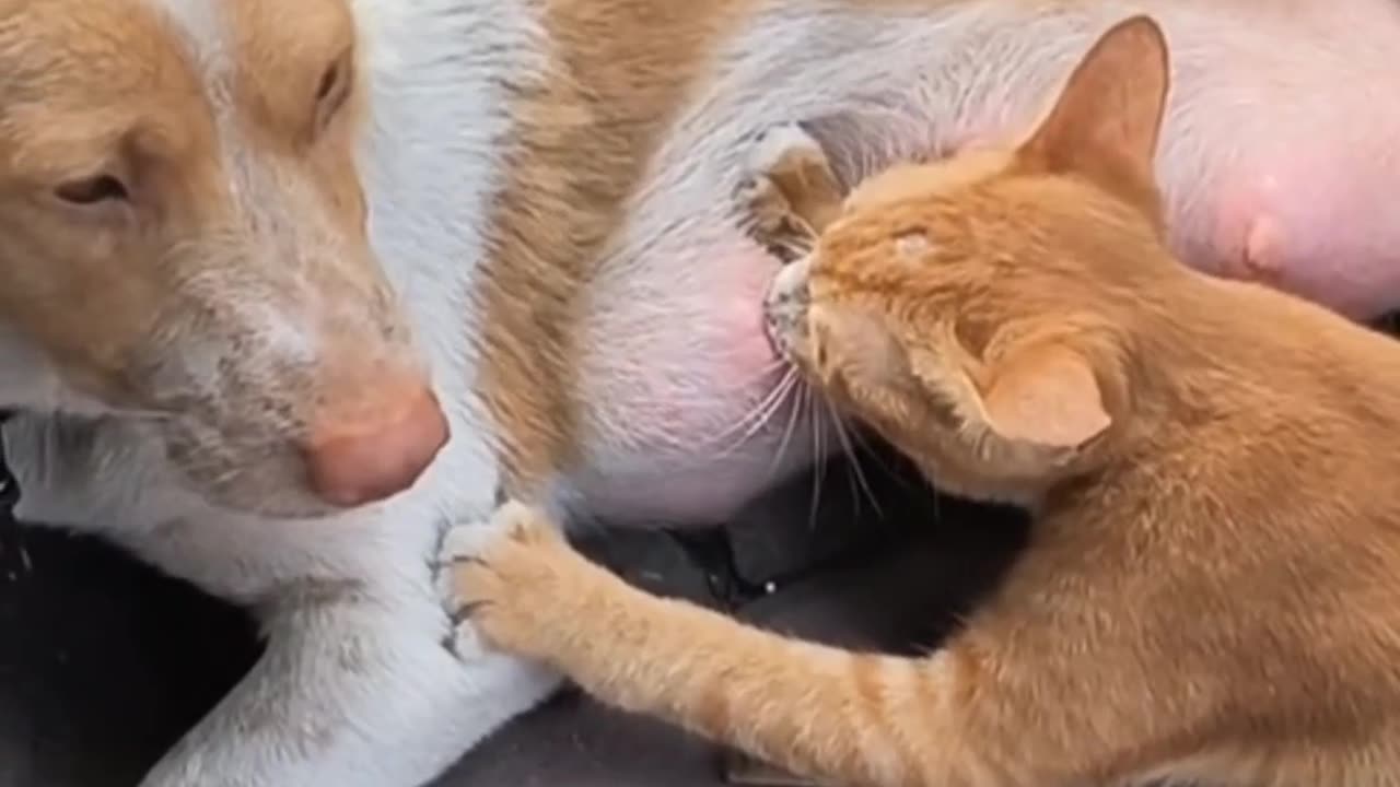 FUNNY DOGS🤣🤣🤣🤣
