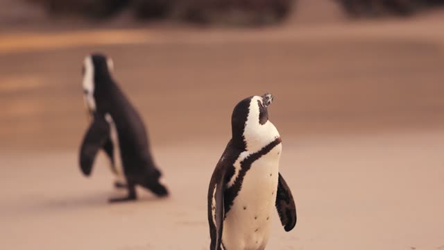 Cute Penguin