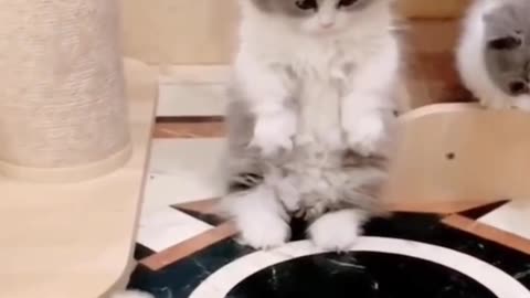 Funny Cats Compilation