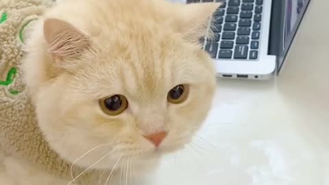 Funny bad cat