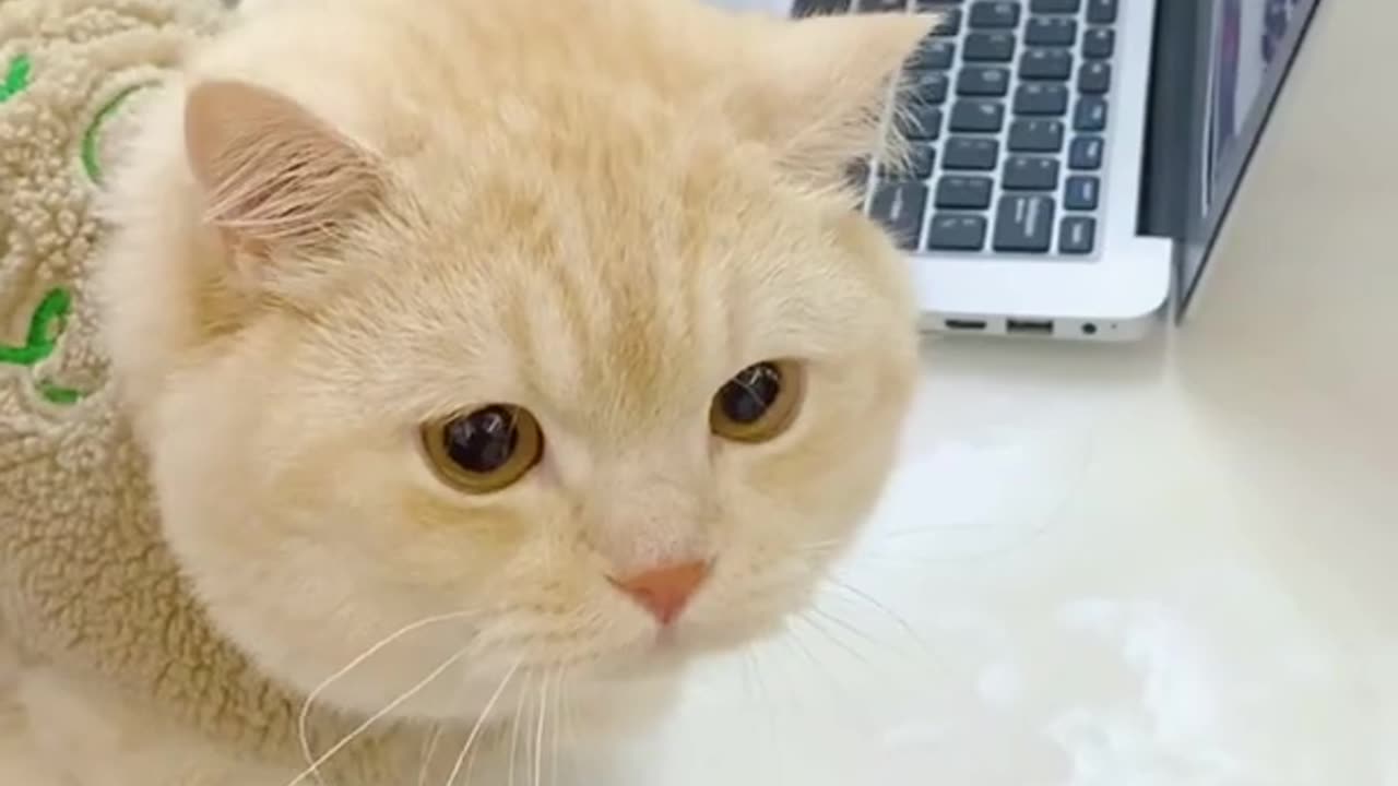 Funny bad cat