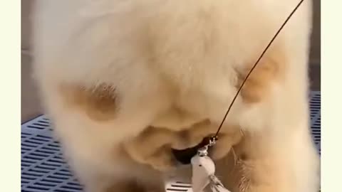 cute little chow dog