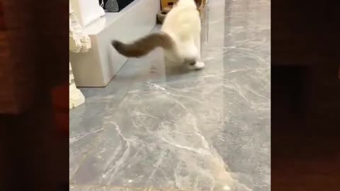 A Cute Cat With A Ball😂