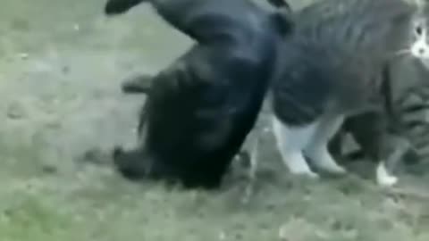 Cat 😺 very dangerous😱 attack bull dog 🐕