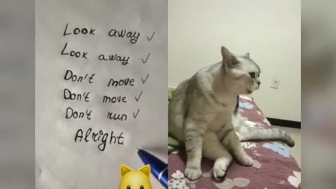 Can cats speak English? Funny compilation