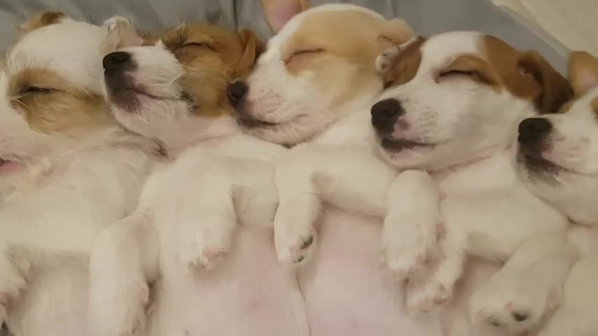 These Sleeping Puppies Will Totally Melt Your Heart