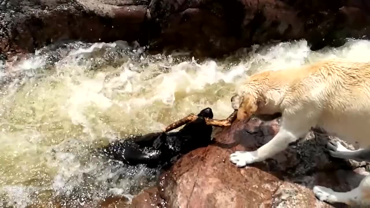 Dog 🐕 saving Dog from drowning