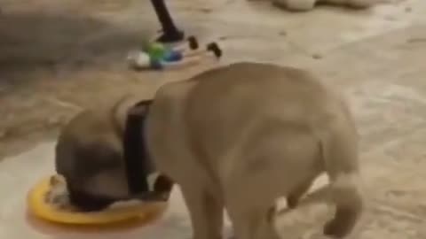 Funny dog