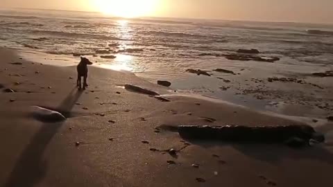 Cute dog at the seaside