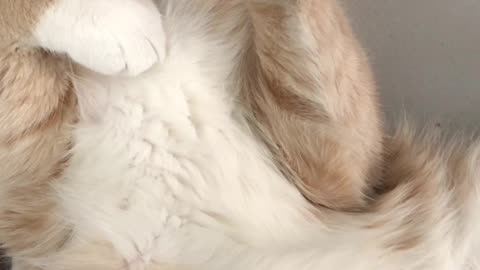 Adorable Cat Caught Sleeping on Bed Like Humans! | Funny and Cute Pet Moment