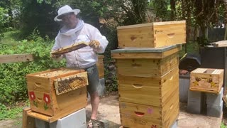 HONEY BEES HOW TO CREATE AN ARTIFICIAL SWARM !!!