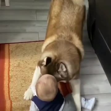 Precious kitten lovingly gives kisses to puppy best friend