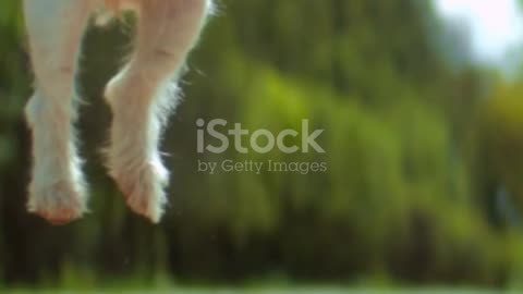 Pet Pals: Adorable Antics in Seconds
