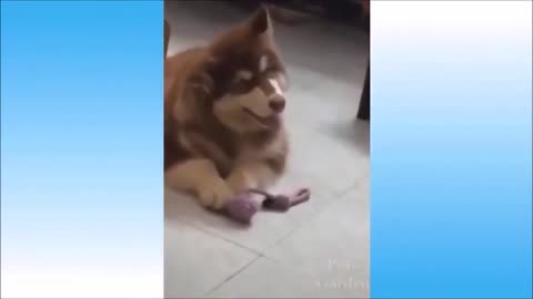 FUNNY ANIMALS COMPILATION || 2023 || Try Not to Laugh