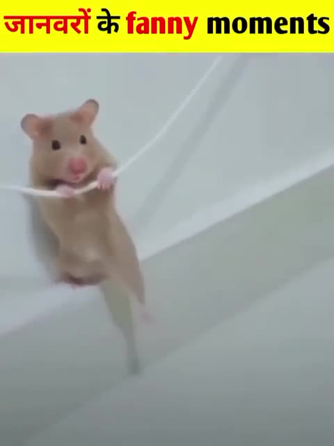 Animal funny video | #shorts #funnyvideo #dog #creativemosho