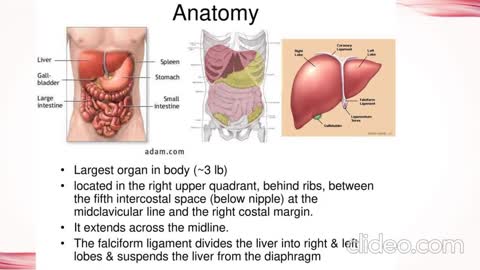 Important information about Human anatomy