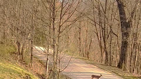 Deer watching by the window