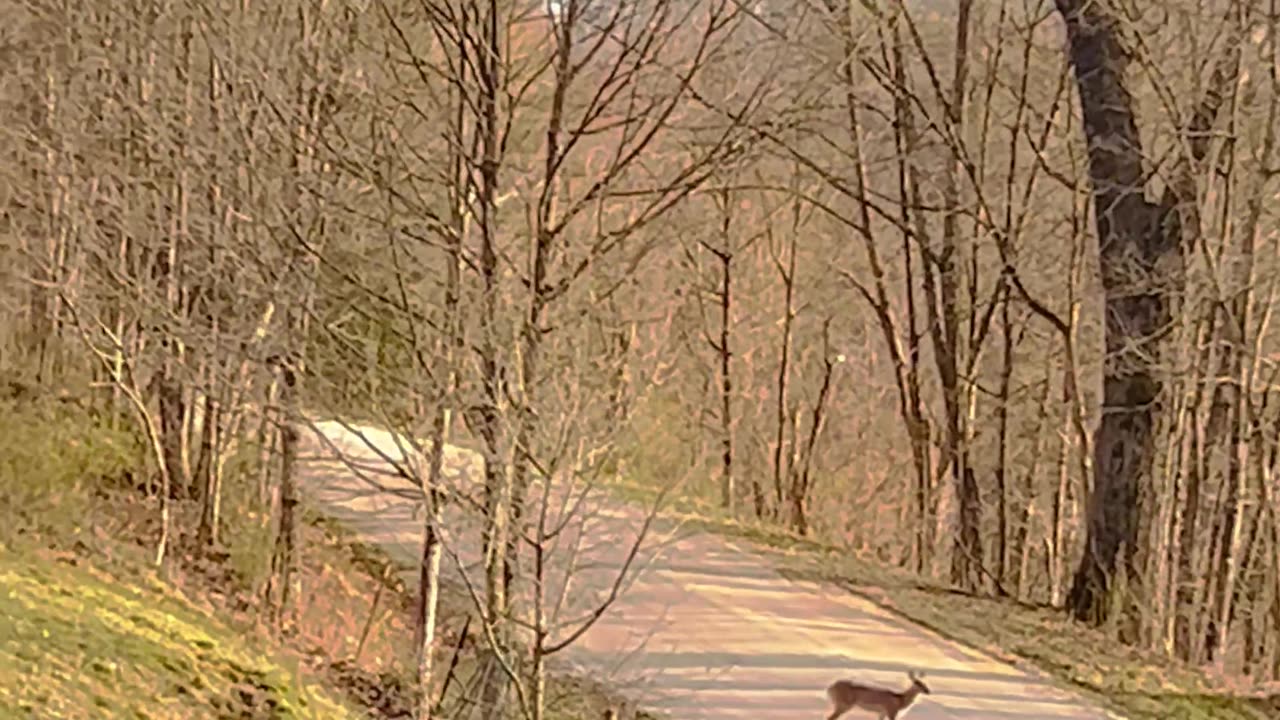 Deer watching by the window