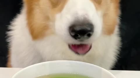 Corgis drink spinach and beef soup pet debut plan cute breeder cute pet daily